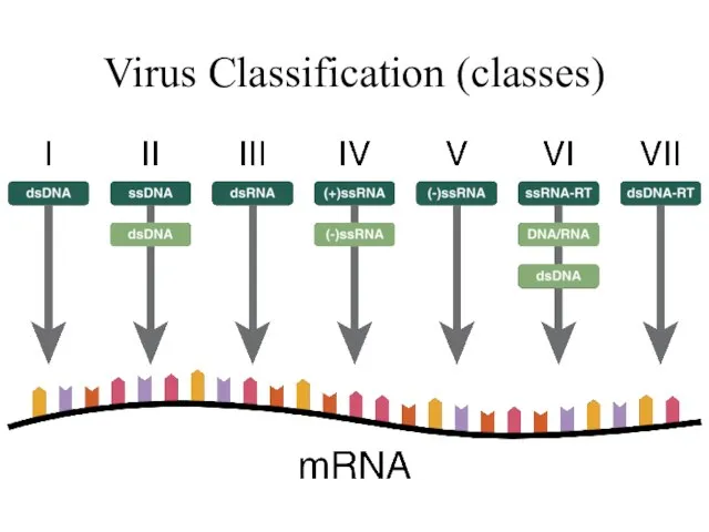 Virus Classification (classes)