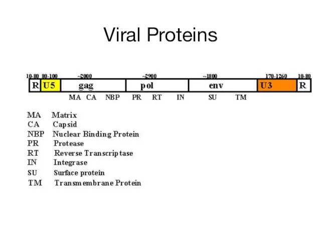 Viral Proteins