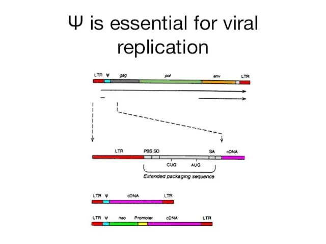 Ψ is essential for viral replication