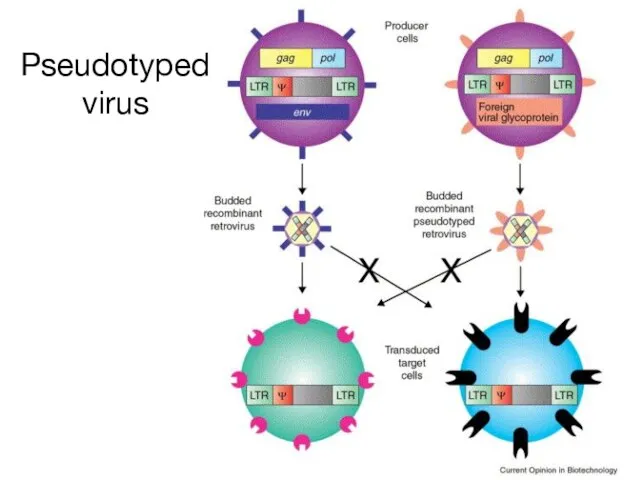Pseudotyped virus