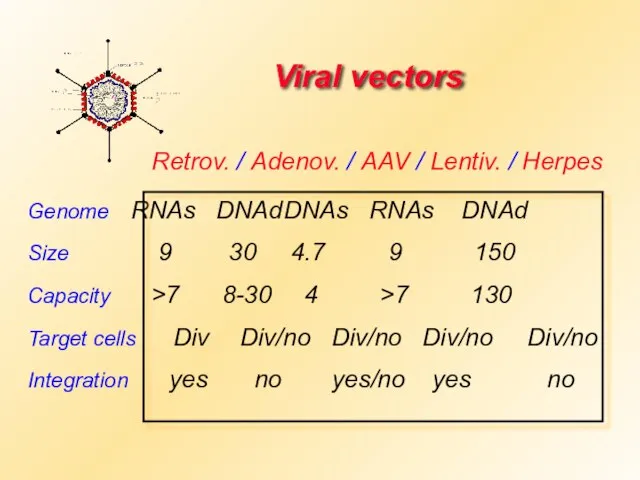 Viral vectors Genome RNAs DNAd DNAs RNAs DNAd Size 9 30 4.7