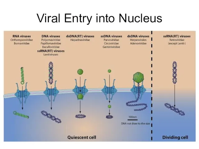 Viral Entry into Nucleus