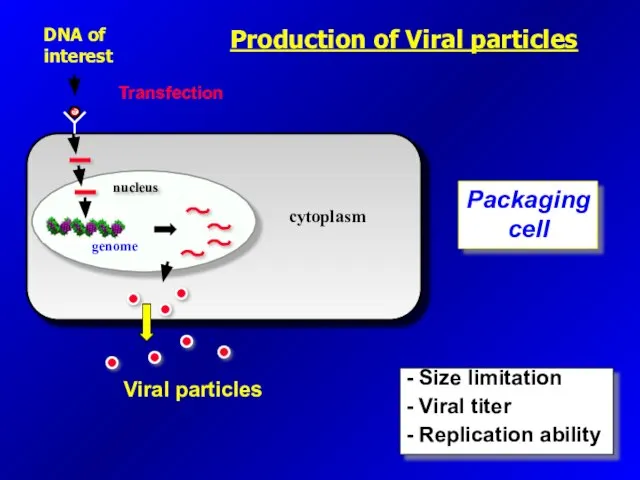 DNA of interest Transfection Packaging cell Viral particles - Size limitation -