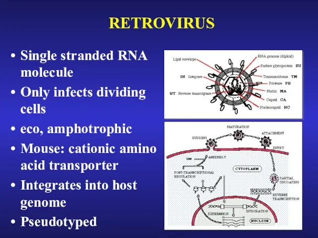 RETROVIRUS Single stranded RNA molecule Only infects dividing cells eco, amphotrophic Mouse: