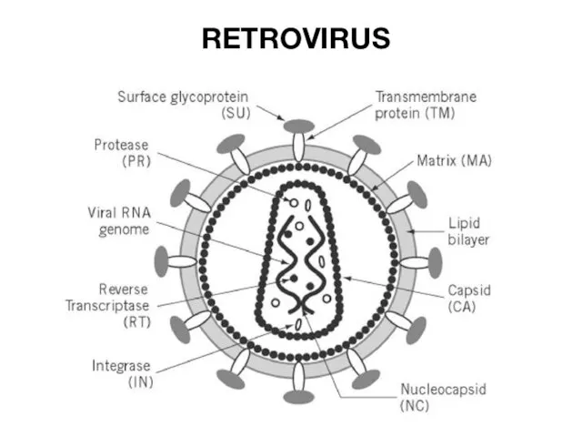 RETROVIRUS