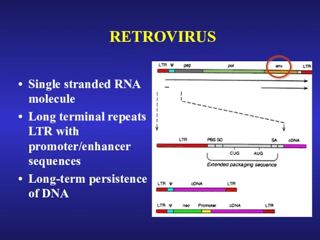 RETROVIRUS Single stranded RNA molecule Long terminal repeats LTR with promoter/enhancer sequences Long-term persistence of DNA