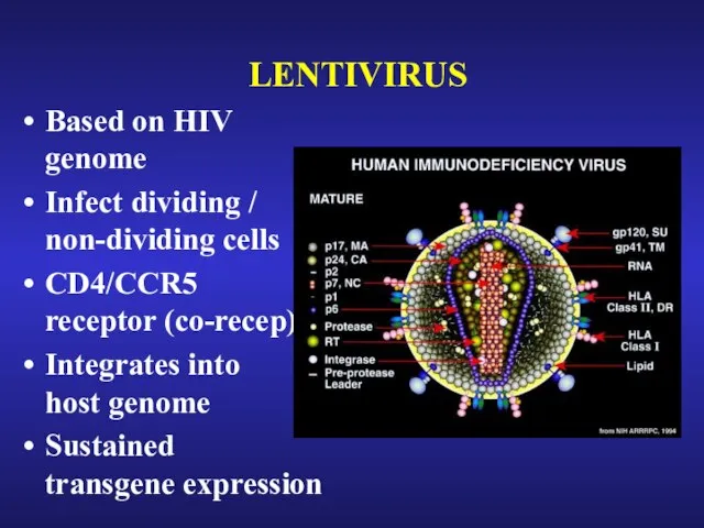LENTIVIRUS Based on HIV genome Infect dividing / non-dividing cells CD4/CCR5 receptor