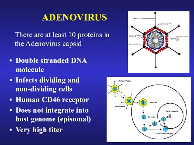 ADENOVIRUS There are at least 10 proteins in the Adenovirus capsid Double