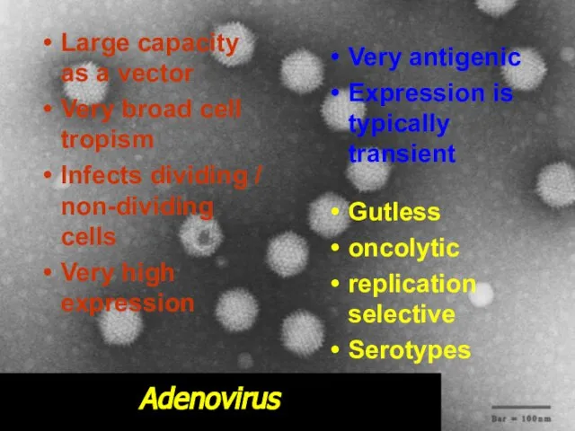 Adenovirus Large capacity as a vector Very broad cell tropism Infects dividing