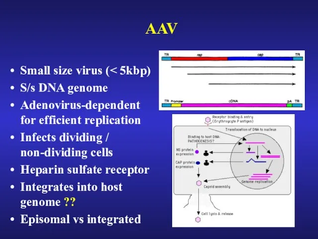 AAV Small size virus ( S/s DNA genome Adenovirus-dependent for efficient replication