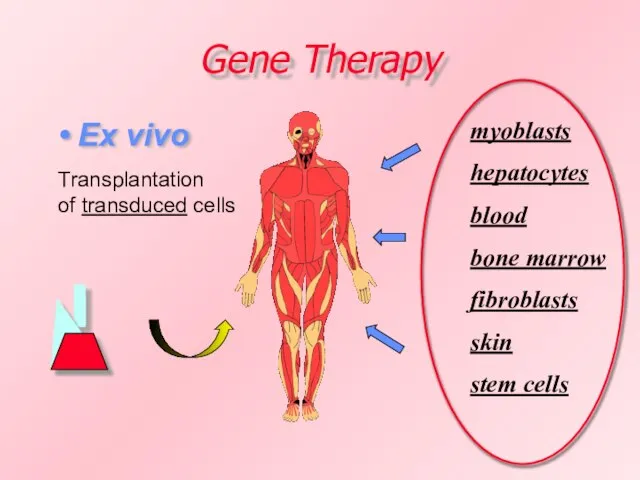 Gene Therapy Ex vivo Transplantation of transduced cells myoblasts hepatocytes blood bone