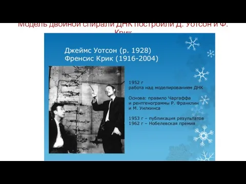 Модель двойной спирали ДНК построили Д. Уотсон и Ф. Крик