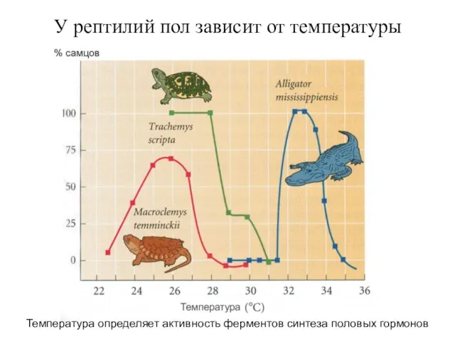 У рептилий пол зависит от температуры Температура определяет активность ферментов синтеза половых гормонов