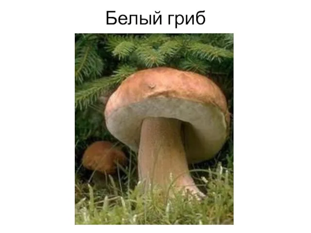 Белый гриб