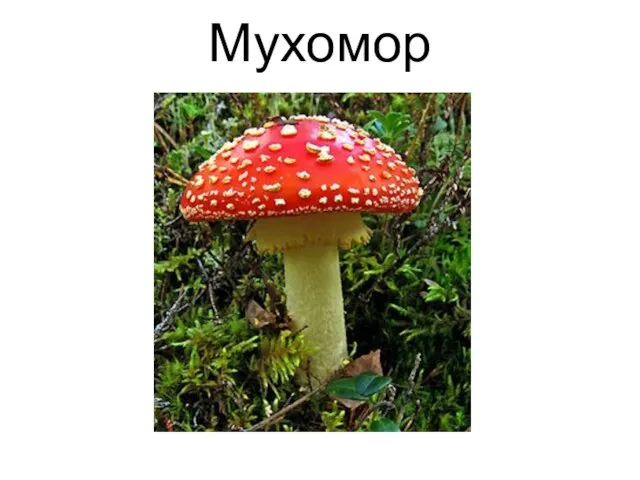 Мухомор