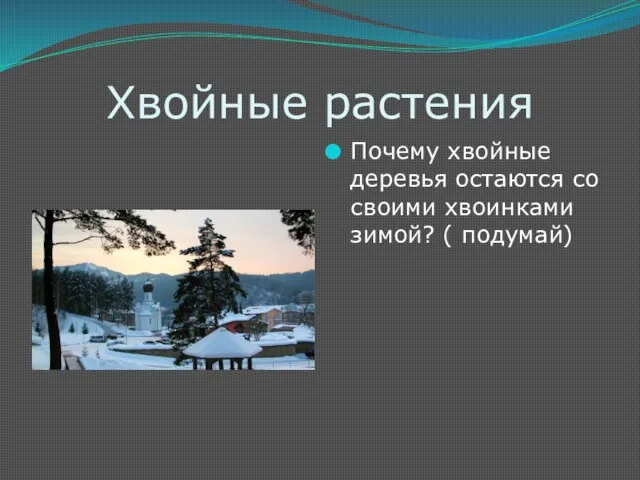 Хвойные растения Почему хвойные деревья остаются со своими хвоинками зимой? ( подумай)