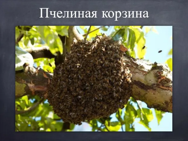 Пчелиная корзина