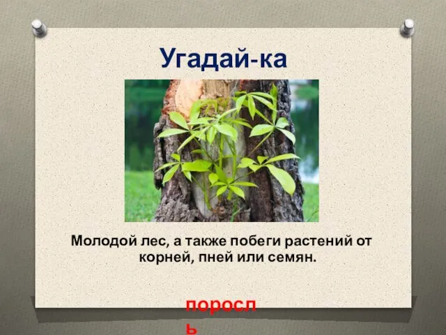 Молодой лес, а также побеги растений от корней, пней или семян. Угадай-ка поросль