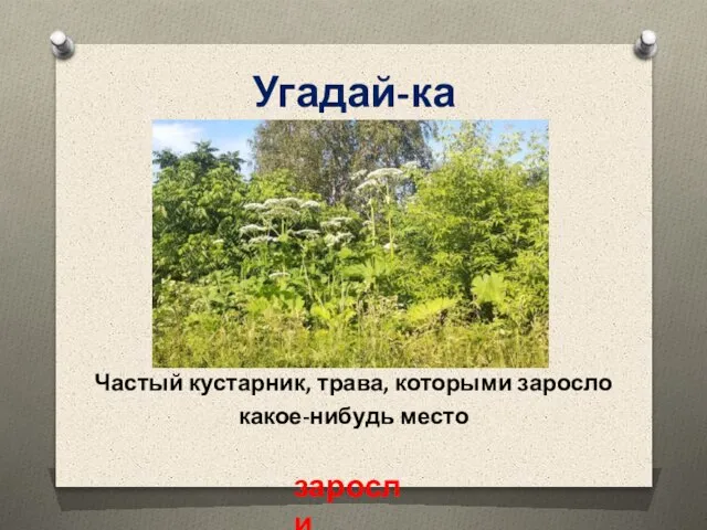 Частый кустарник, трава, которыми заросло какое-нибудь место Угадай-ка заросли