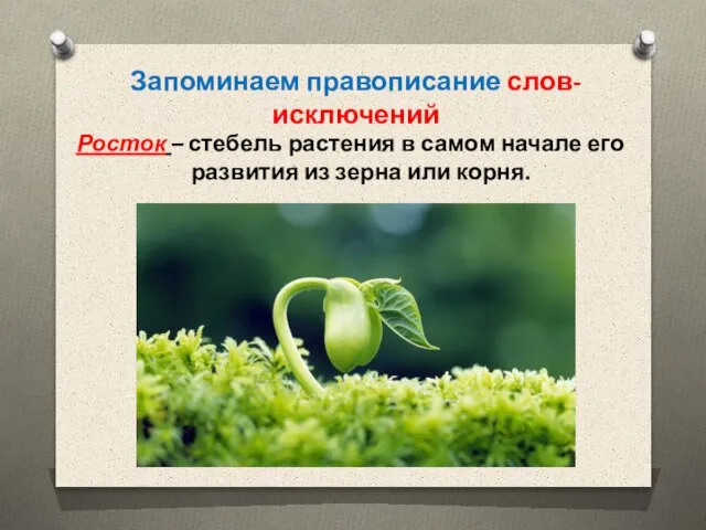 Росток – стебель растения в самом начале его развития из зерна или корня. Запоминаем правописание слов-исключений