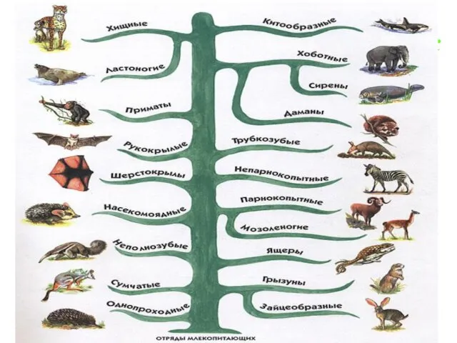 Классификация млекопитающих