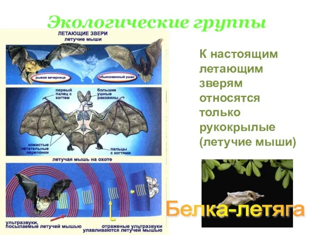 Экологические группы К настоящим летающим зверям относятся только рукокрылые (летучие мыши) Белка-летяга