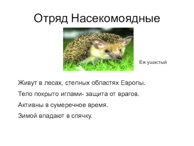 Еж ушастый Живут в лесах, степных областях Европы. Тело покрыто иглами- защита