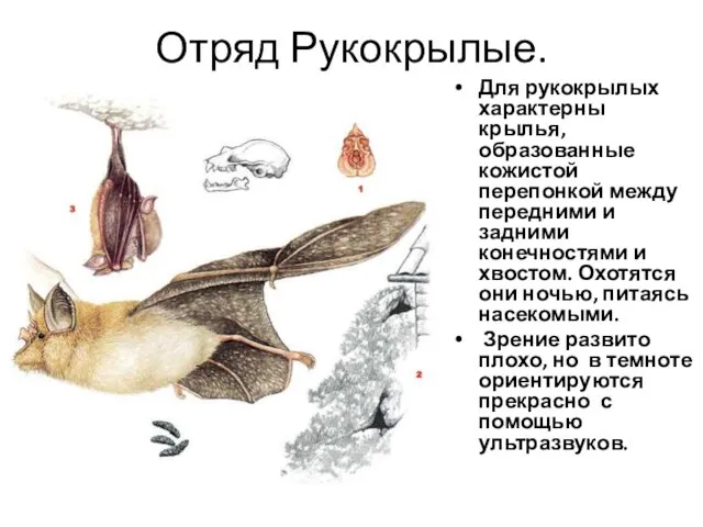 Отряд Рукокрылые. Для рукокрылых характерны крылья, образованные кожистой перепонкой между передними и