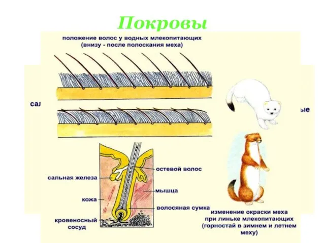 Покровы