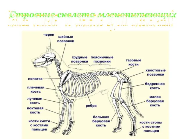 Строение скелета млекопитающих Каковы отличия от скелетов других позвоночных?