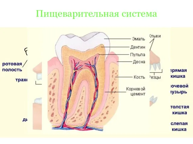 Пищеварительная система