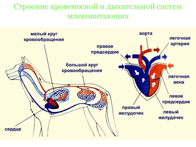Строение кровеносной и дыхательной систем млекопитающих