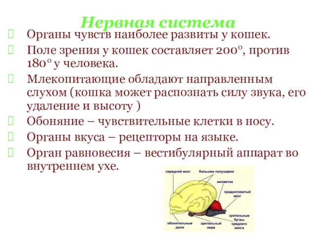 Нервная система Органы чувств наиболее развиты у кошек. Поле зрения у кошек