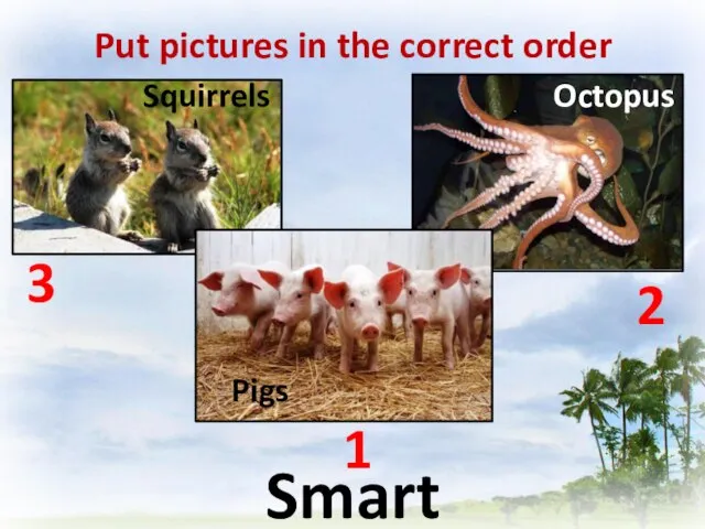 Put pictures in the correct order Smart Pigs Squirrels Octopus 1 2 3