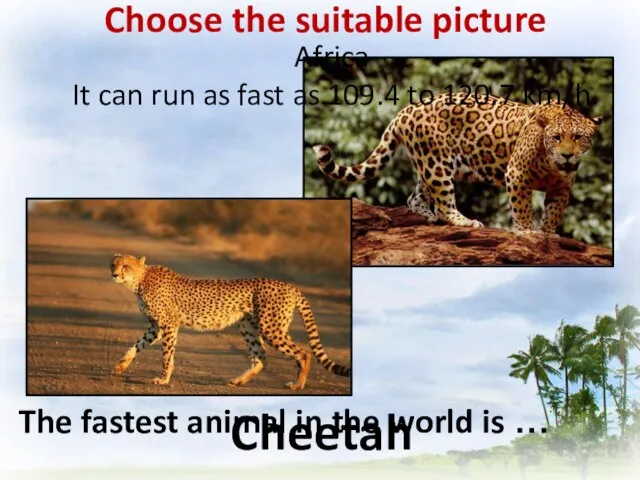 Choose the suitable picture The fastest animal in the world is …