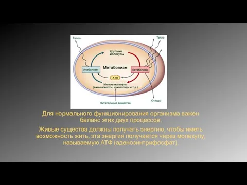 Для нормального функционирования организма важен баланс этих двух процессов. Живые существа должны