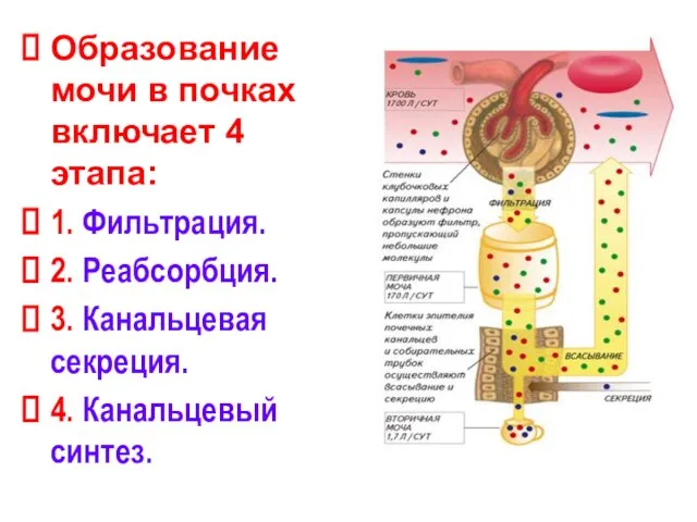 Образование мочи в почках включает 4 этапа: 1. Фильтрация. 2. Реабсорбция. 3.