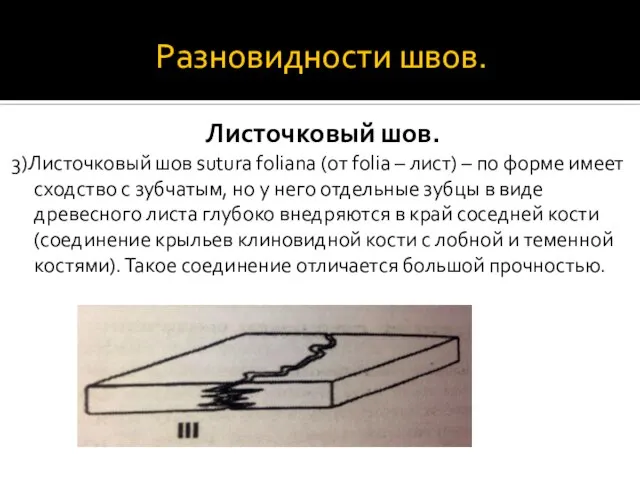 Разновидности швов. Листочковый шов. 3)Листочковый шов sutura foliana (от folia – лист)