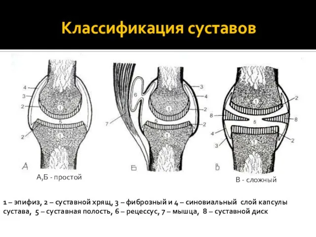 Классификация суставов А,Б - простой В - сложный 1 – эпифиз, 2