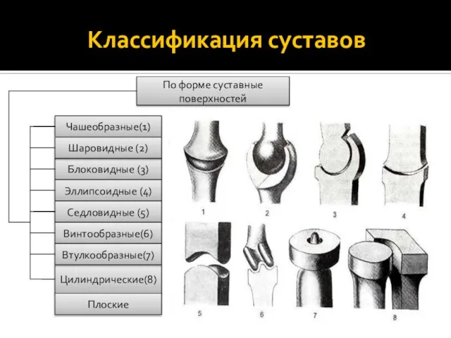 Классификация суставов По форме суставные поверхностей Блоковидные (3) Чашеобразные(1) Шаровидные (2) Эллипсоидные
