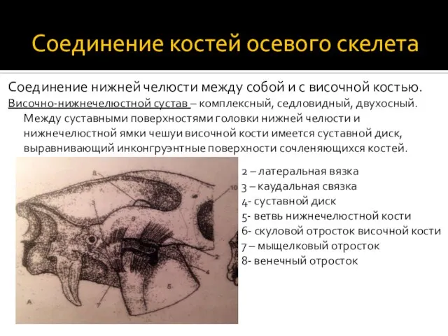 Соединение костей осевого скелета Соединение нижней челюсти между собой и с височной