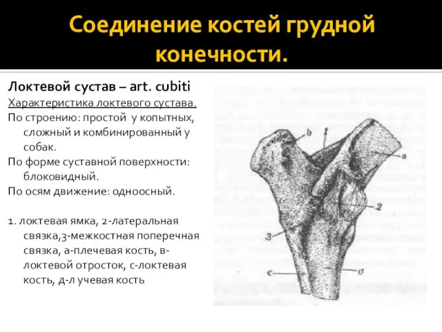 Соединение костей грудной конечности. Локтевой сустав – art. cubiti Характеристика локтевого сустава.