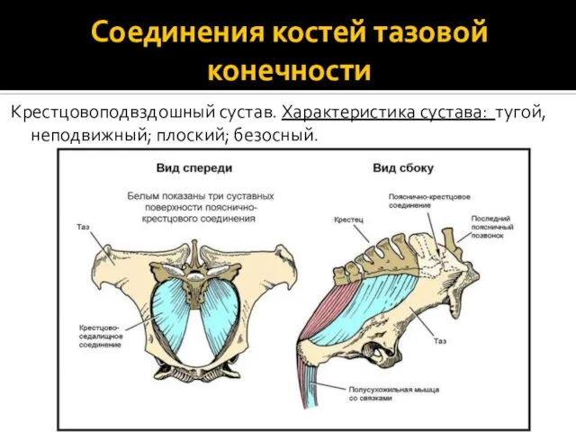Соединения костей тазовой конечности Крестцовоподвздошный сустав. Характеристика сустава: тугой, неподвижный; плоский; безосный.