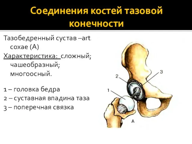 Соединения костей тазовой конечности Тазобедренный сустав –art. coxae (А) Характеристика: сложный; чашеобразный;