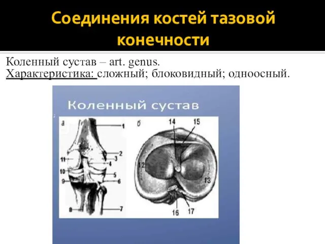 Соединения костей тазовой конечности Коленный сустав – art. genus. Характеристика: сложный; блоковидный; одноосный.