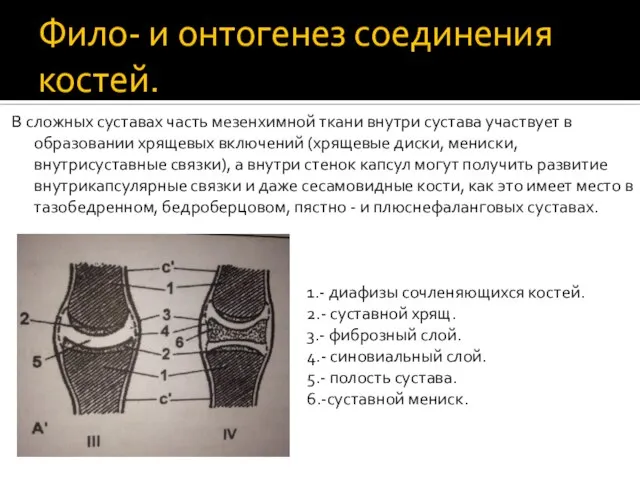 Фило- и онтогенез соединения костей. В сложных суставах часть мезенхимной ткани внутри