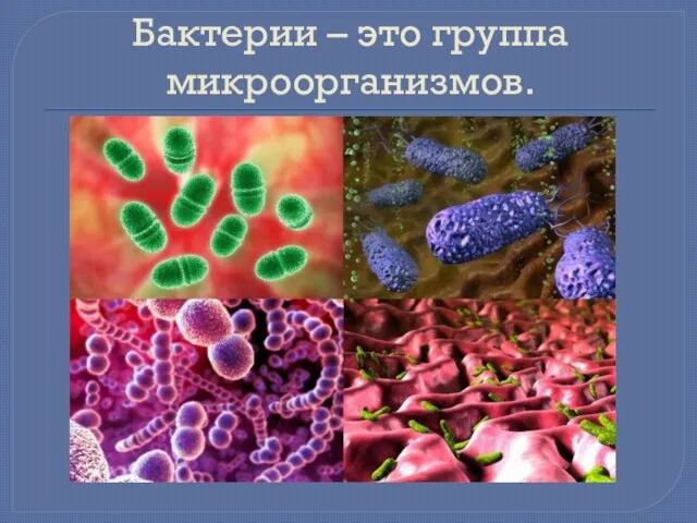 Бактерии – это группа микроорганизмов.