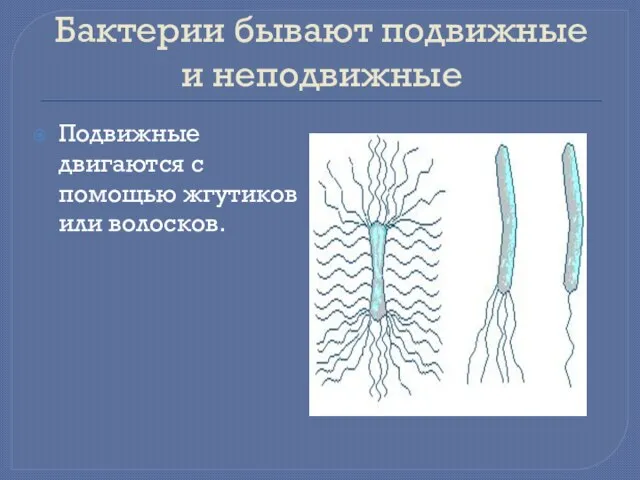 Бактерии бывают подвижные и неподвижные Подвижные двигаются с помощью жгутиков или волосков.