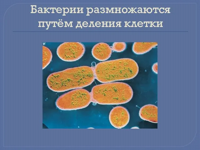 Бактерии размножаются путём деления клетки