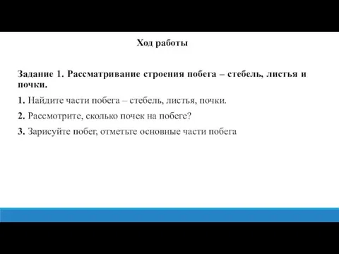 Ход работы Задание 1. Рассматривание строения побега – стебель, листья и почки.